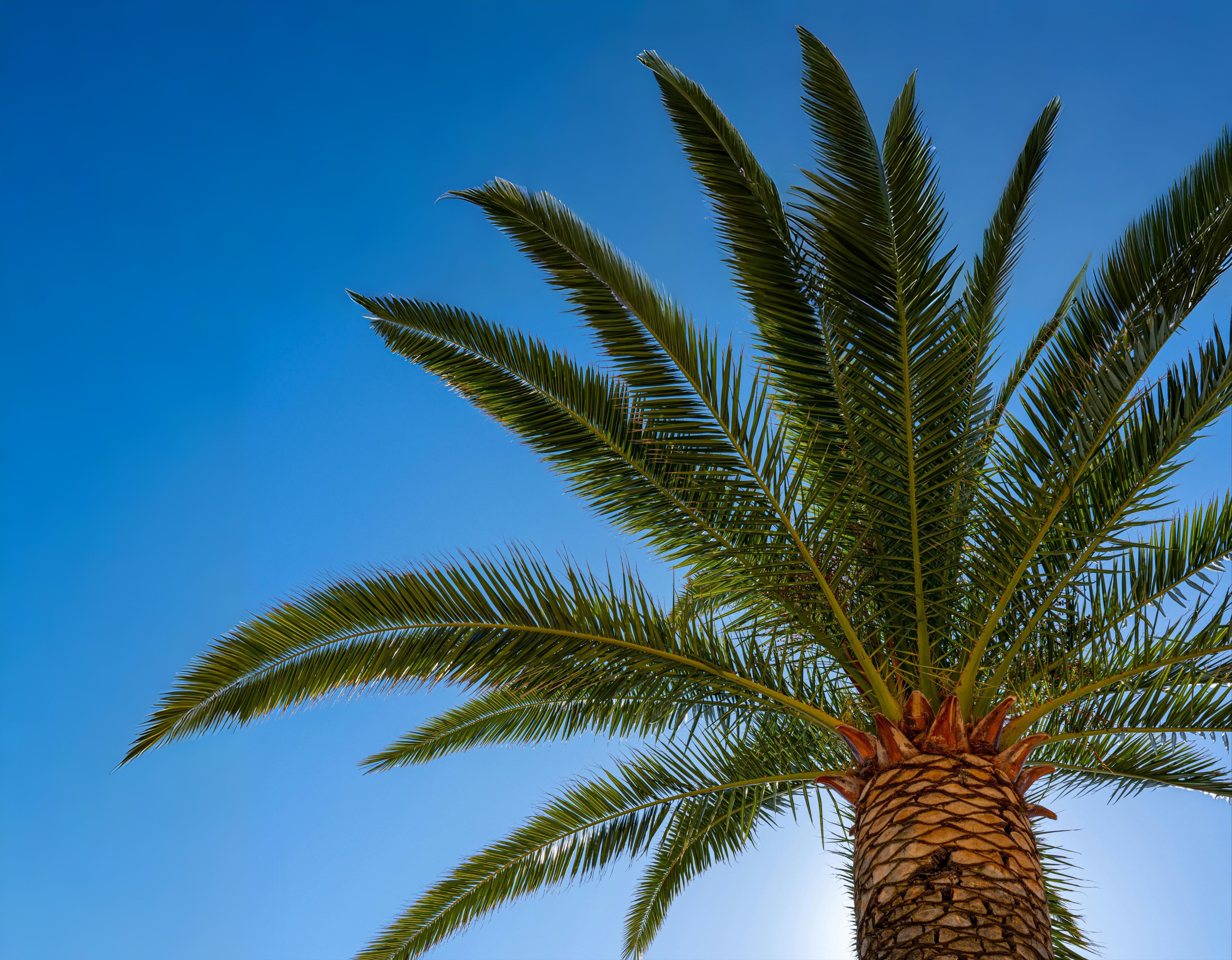 Upward view of a palm tree